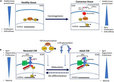 Agrin-Mediated Cardiac Regeneration: Some Open Questions